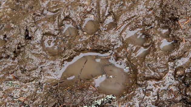 A bear is moving around Zlín, the police have confirmed.  His tracks were found