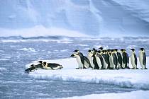 Tučňáci císařští čelí nejisté budoucnosti
