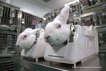 Testování na zvířatech by mohl být brzy konec. Lidé v Evropě si pokusy nepřejí