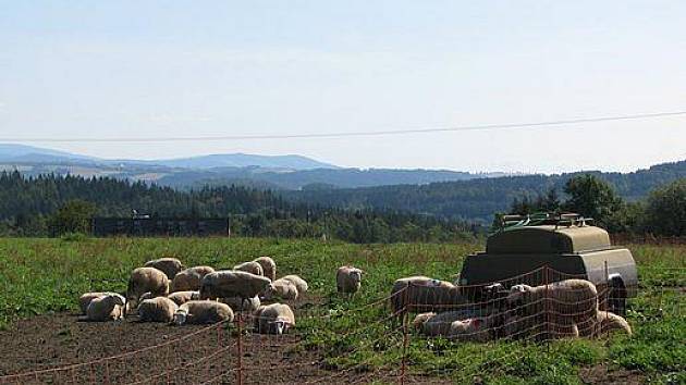 Ovce na biofarmě. Ilustrační foto