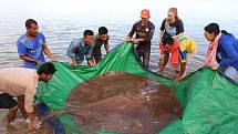 Kambodžští vesničané na řece Mekong ulovili rejnoka vážícího zhruba tři sta kilogramů. Na břeh ho muselo vytáhnout tucet mužů