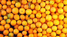 Levnější jsou i pomeranče, a to až od 14 procent.