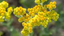 Smil písečný (Helichrysum arenarium)