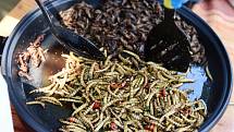 Jedlý hmyz obsahuje spoustu proteinů, není náročný na chov a chutná většinou po oříšcích.