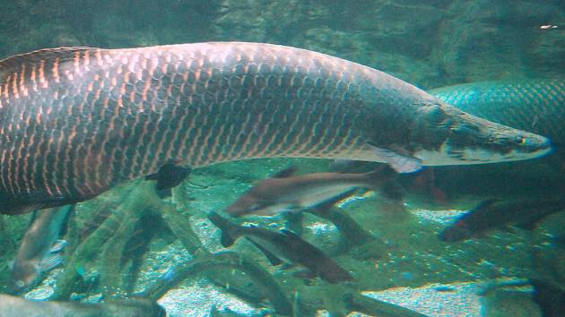 Arapaima velká