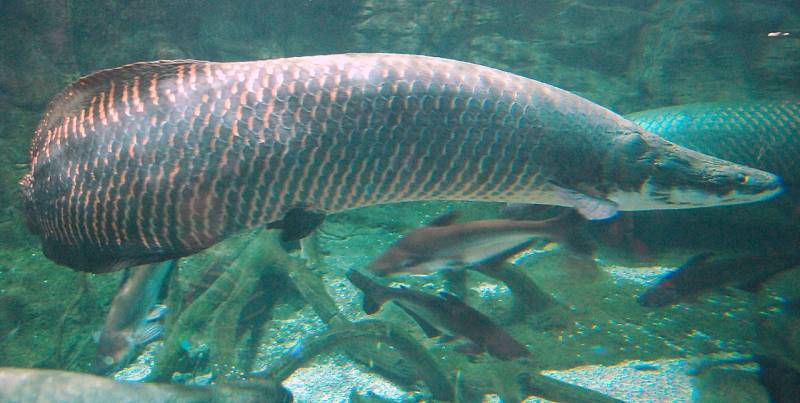 Arapaima velká