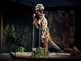 V polovině března bude v Praze na Výstavišti zahájena unikátní expozice Dinosaurium, která představí část jedné z největších světových sbírek pravých koster a zkamenělin dinosaurů. 
