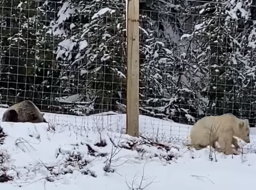 Záběry zachycující vzácného bílého grizzlyho ve společnosti jeho hnědého sourozence