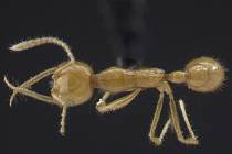 Podivný mravenec Martialis heureka