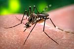 Lidových teorií, jak nás komáři dokáží najít, existuje řada: že umí zachytit oxid uhličitý z našeho dechu, že jdou na sladkou lidskou krev. Pravda je mnohem jednodušší.