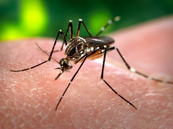 Lidových teorií, jak nás komáři dokáží najít, existuje řada: že umí zachytit oxid uhličitý z našeho dechu, že jdou na sladkou lidskou krev. Pravda je mnohem jednodušší.