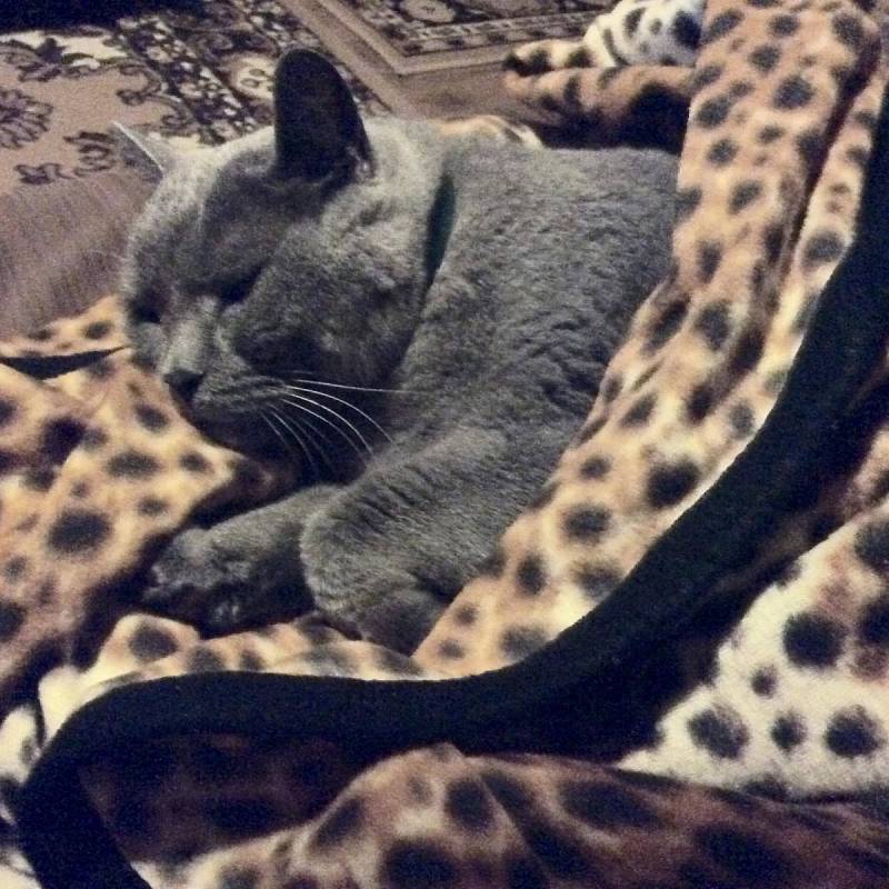 Náš kocourek Mazlíka, který si rád zaleze do deky a dělá nemocného.
