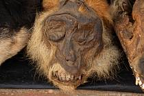 Opičí hlavy i klidně celé opice jsou zde žádaným obchodním artiklem.