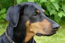 Dobrman ve své přírodní eleganci. Přirozené, nekupírované uši jsou pro dobrmany mnohem zdravější. Tradiční kupírování bylo v řadě zemí včetně Česka už před lety zakázáno.