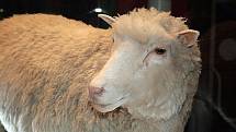Vypreparované tělo ovce Dolly v muzeu v Edinburgu.
