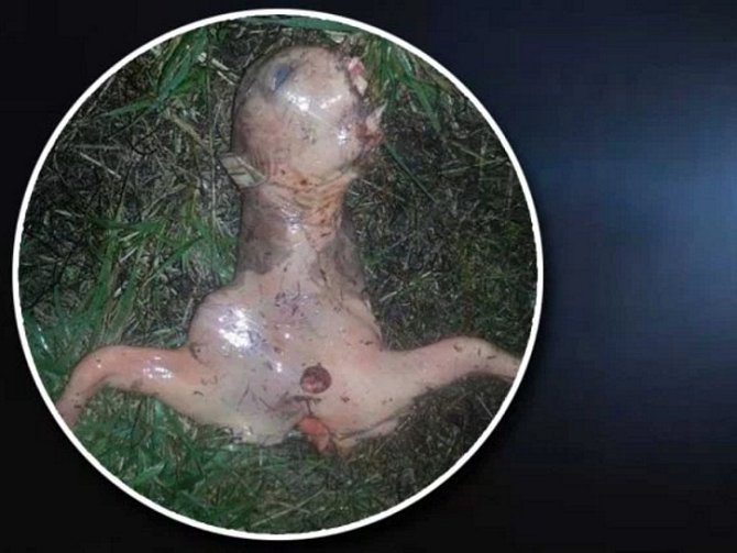 Neuvěřitelné monstrum nalezla žena z kalifornského San José. Je to mrtvola mimozemšťana nebo zárodek zvířete?