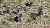 V karlovarské oboře Svatý Linhart pobíhají třeba daňci skvrnití, jeleni siky Dybowského nebo prasata divoká.