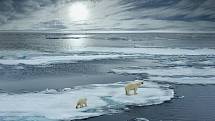 Polární medvědi na Arktidě.