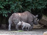 V zoologické zahradě ve Dvoře Králové nad Labem pokřtili 30. července dvě v červnu narozená mláďata nosorožců dvourohých.