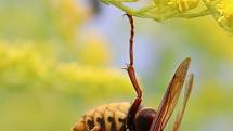 Dosud je popsáno přes milion druhů hmyzu. Odhaduje se však, že je to jen zlomek existujících druhů
