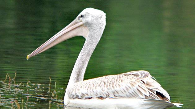   Přerovští ornitologové pomáhali vypátrat, odkud přilétl na jezero v Moravičanech vzácný pelikán. Zjistili, že uprchl ze zoologické zahrady v rakouském Salzburgu.