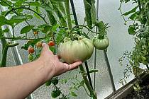 Na své zahrádce pěstuje klasické, ale i netradiční odrůdy rajčat.