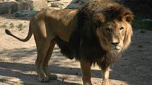 Ne nadarmo se o lvech říká, že jsou králové zvířat