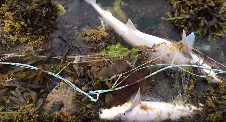 Mrtví žraloci na francouzském pobřeží