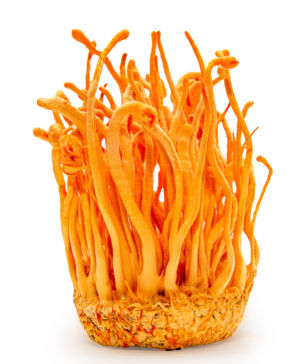 cordyceps.jpg