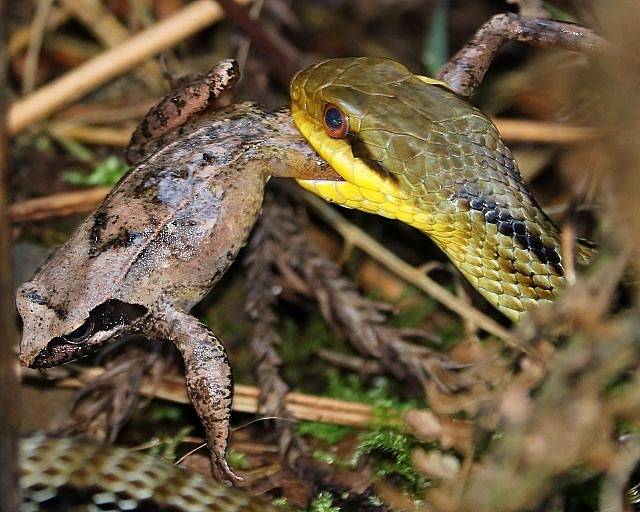 Hady žijící ve vyloučené zóně Fukušimy lze využít ke sledování radioaktivní kontaminace