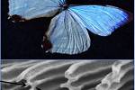 Zvětšená struktura křídel motýlů Morpho.
