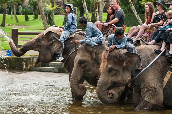 Jízda na slonech je oblíbenou turistickou atrakcí. Skrývá se za ní však utrpení.