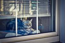 Kočky si rády hoví za oknem a pozorují dění venku. Myslete na jejich bezpečí