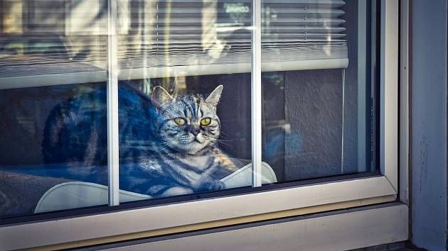 Kočky si rády hoví za oknem a pozorují dění venku. Myslete na jejich bezpečí