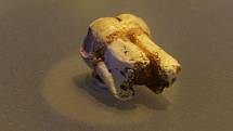 Parathropus robustus: zub z Gondolinu. Další nález z jeskynního komplexu Sterkfontein
