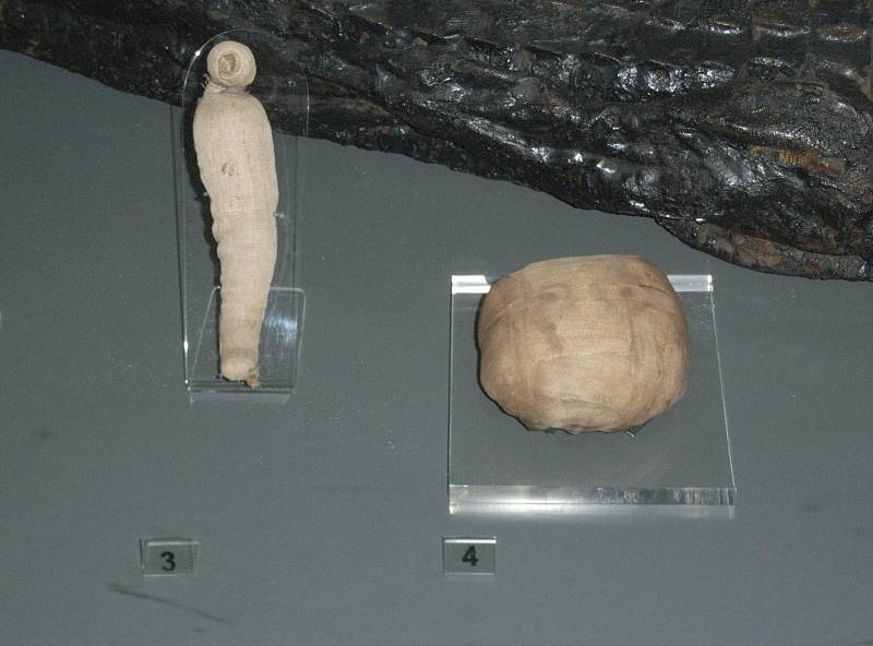 Mumifikované ptáče a had na výstavě věnované starověkému Egyptu v muzeu v Birminghamu
