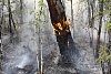 V Rusku řádí rozsáhlé požáry. Plameny zachvátily přes milion hektarů lesů