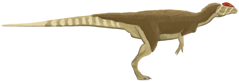 Mezi teropody, tedy tříprsté masožravé dinosaury, patřil i Dilophosaurus wetherilli.
