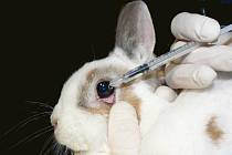 Testování na zvířatech by mohl být brzy konec. Lidé v Evropě si pokusy nepřejí
