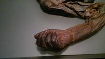 Ruka Croughanského starce. Přirozená mumie starého muže byla nalezena v červnu 2003 v bažinách u irského kopce Croughan