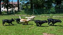Chovná stanice BRI - COL v Oseku má momentálně na starosti celkem 12 asistenčních psů.
