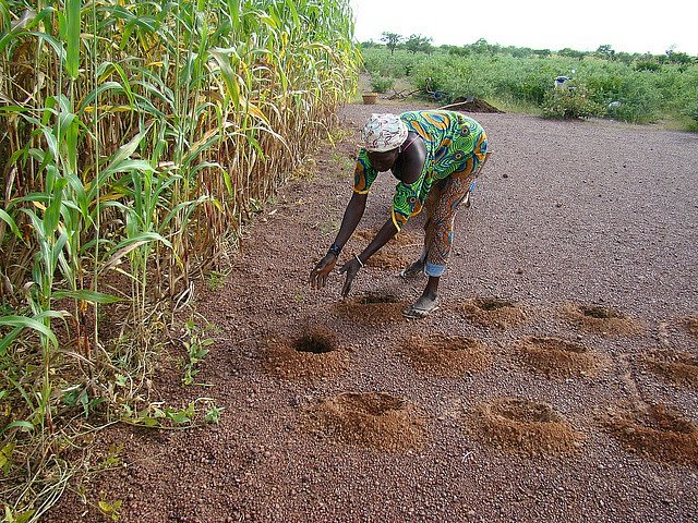 Africké zemědělství. metoda Zai