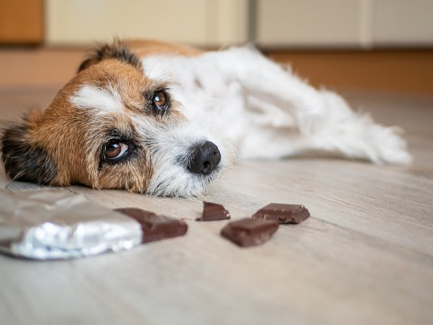Některé potraviny jsou pro psy toxické již v miniaturních dávkách