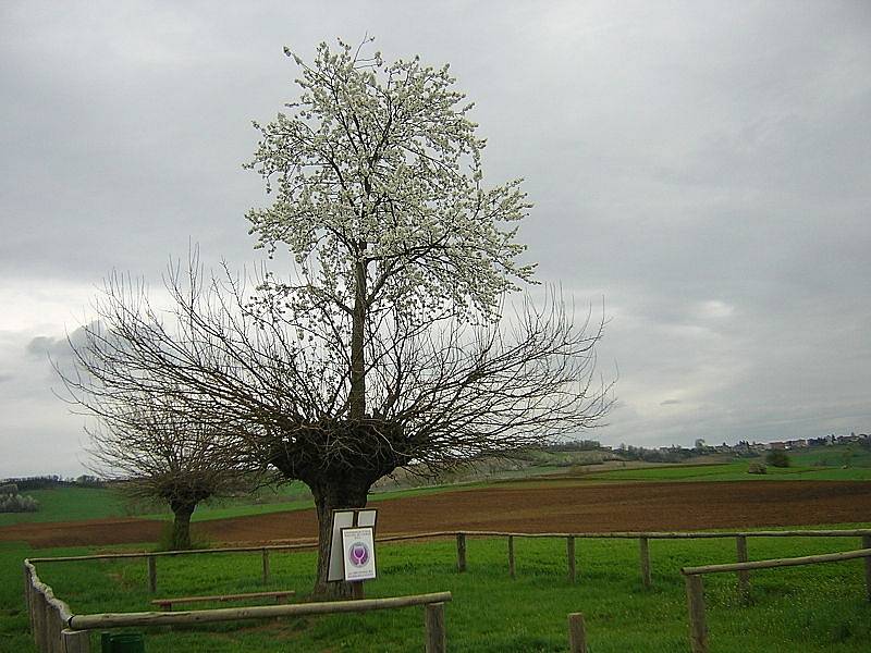 Dvojitý strom v italském Piemontu