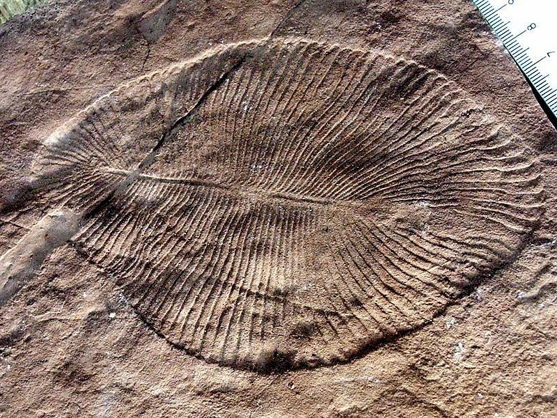 Nejstarší fosilie na světě Dickinsonia