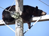 Medvěd uvízl na sloupu elektrického napětí