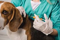 Štěňata budou veterináři do registru zaznamenávat již při zavádění čipu, který je již druhým rokem pro psy povinný.