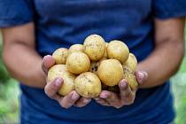 Rané brambory - Ilustrační foto