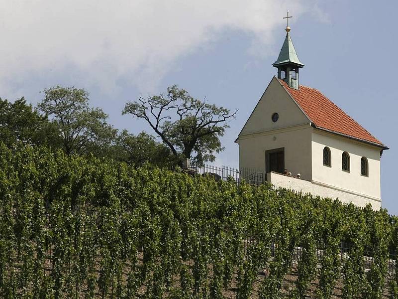 Vrtkavé letošní počasí. Sucho, deště, vlhko. Přestože pěstitelé zeleniny na něj žehrají, vinaři si zatím spokojeně mnou ruce: plísně se jim zatím zdaleka vyhýbají a tak sobě i nám slibují rekordní úrodu.