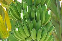 banány